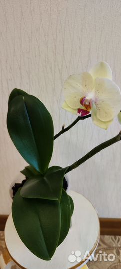 Орхидея фаленопсис