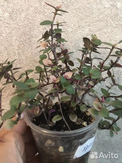 Коллизия Бьянка, Крибо,Голд,Бамбино