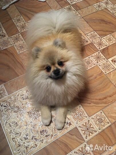 Померанский шпиц вязка