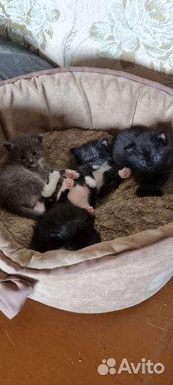 Котятки в добрые руки