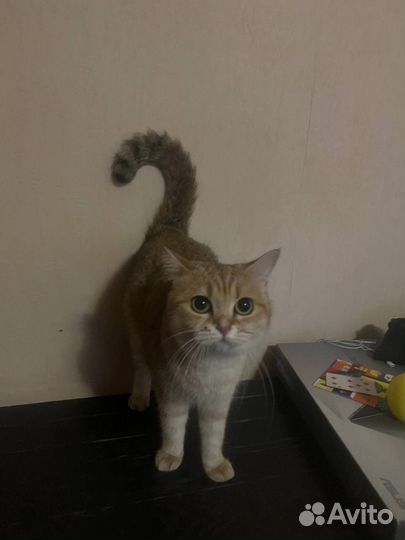 Британская золотая шиншилла в добрые руки