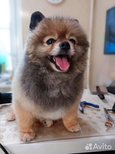 Стрижка(груминг) собак йоркширский терьер, шпиц