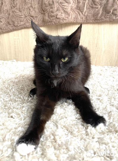 Котик