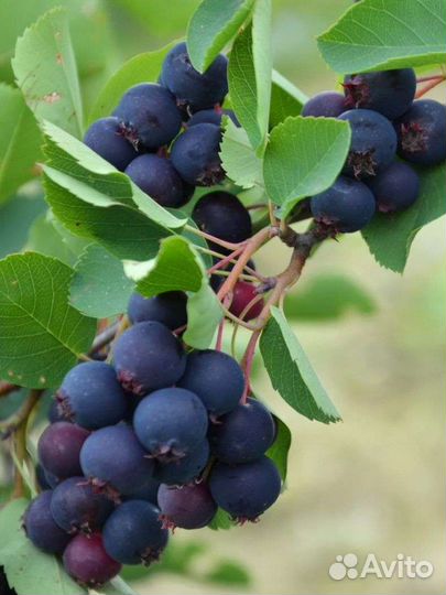 Саженцы ирги