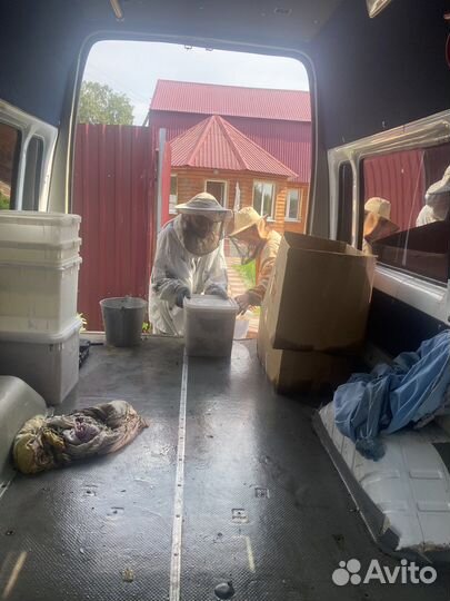 Мед гречиха