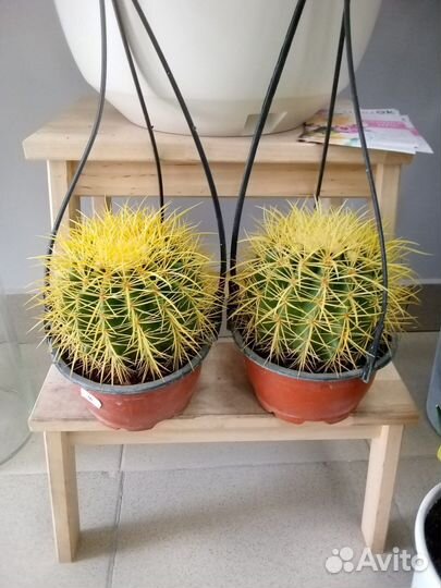 Сансевиерия металлик,Голден Флайм