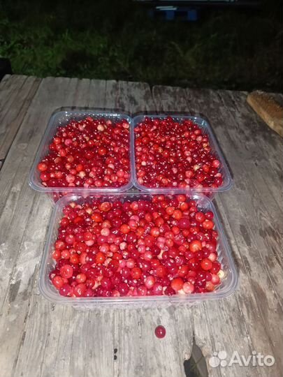 Клюква свежая 2023