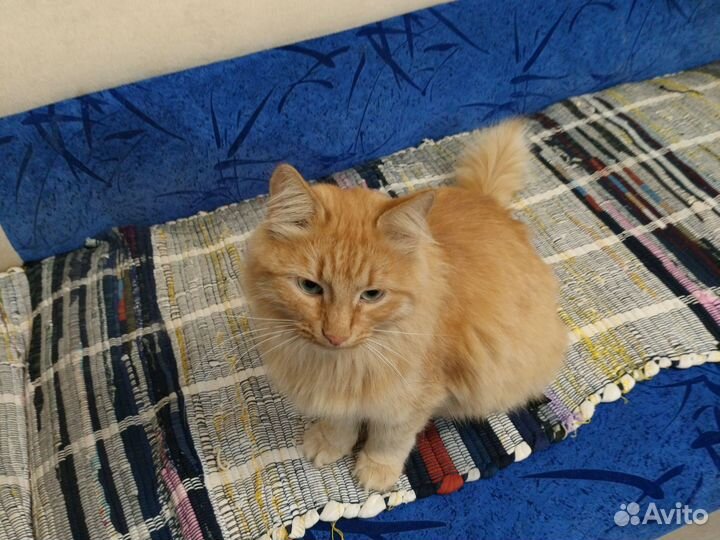 Рыжий пушистый кот