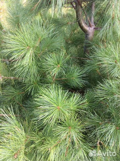 Сосна Веймутова