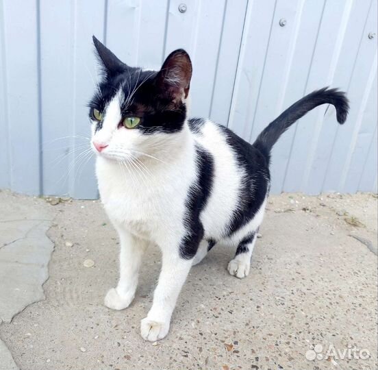 Ручная,ласковая,бывшедомашняя юная кошечка в дар