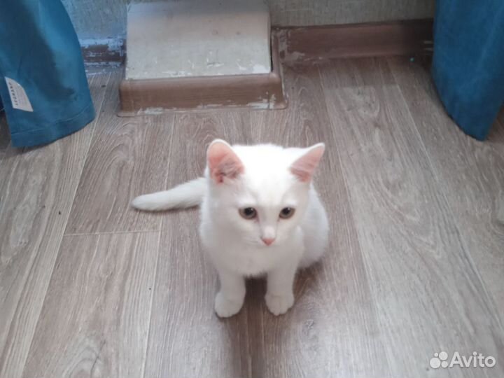 Котёнок белого цвета