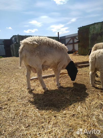 Баран Дорпер