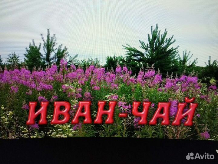 Иван-чай ручного сбора