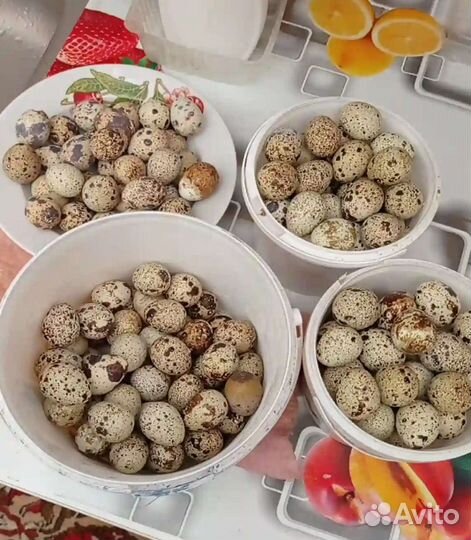 Перепела Техасцы, яйца для инкубации, клетки