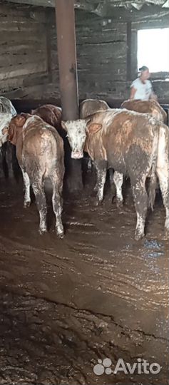 Телята бычки сементалы
