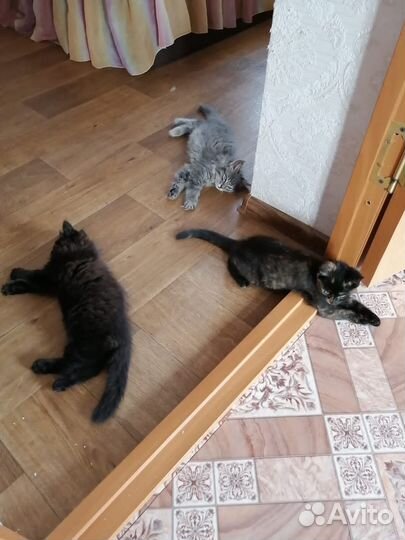 Кошка