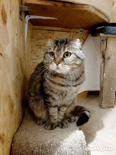 Баффи в добрые руки