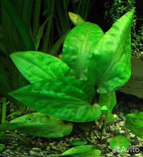 Аквариумные растения, креветки вишня