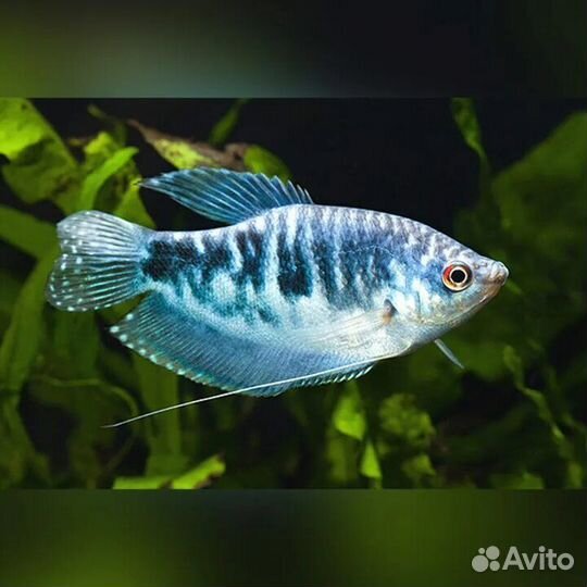 Гурами мраморный. Аквариумная рыбка