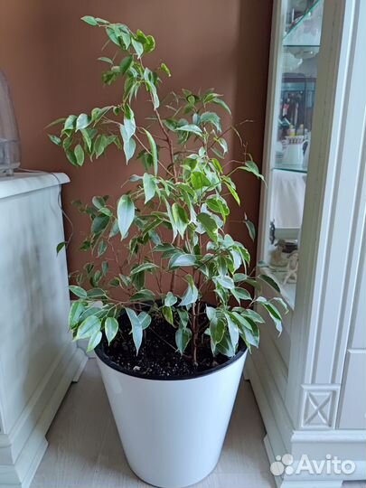 Фикус бенджамина пестролистный