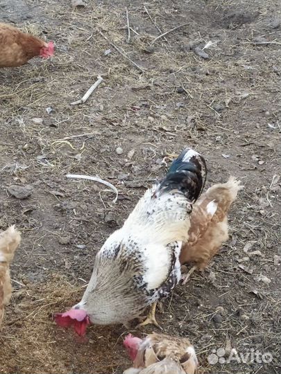 Куры петухи