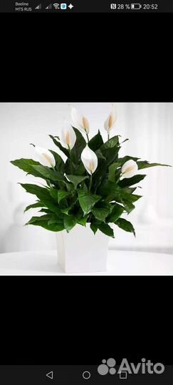 Отводки цветка Спатифиллум