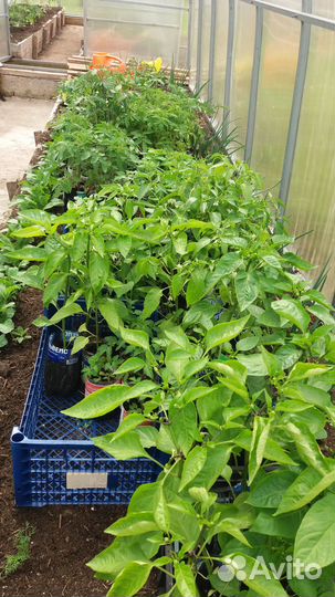 Рассада помидор и перцев