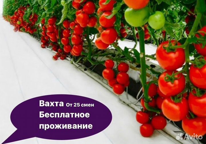 Фасовка томатов с проживанием в Туле