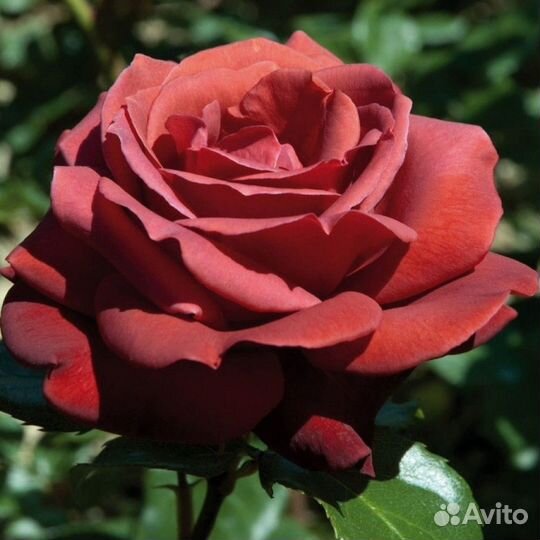 Саженцы роз