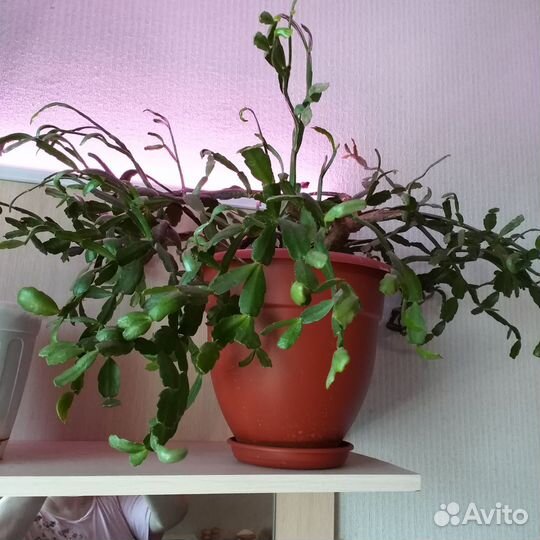 Декабрист шлюмбергера