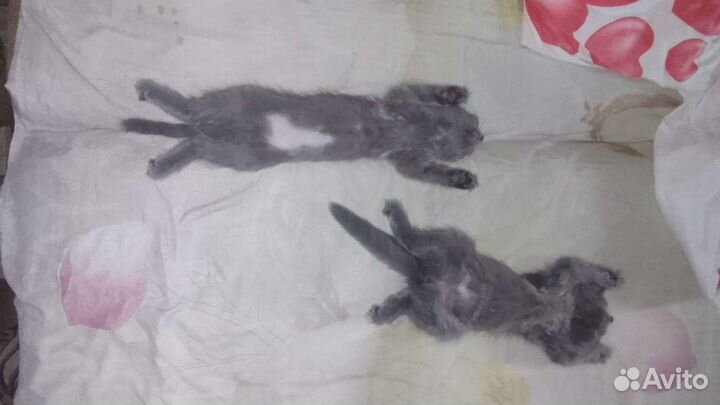 Коты 2 месяца