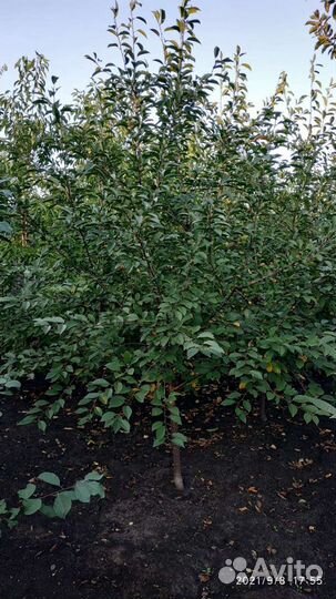 5-6 летние плодовые деревья