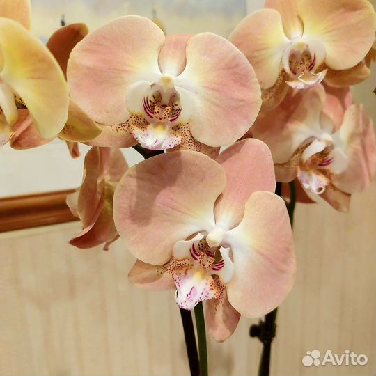 Мандала 2 цветоноса редкая орхидея