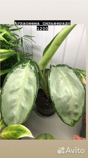 Комнатные растения