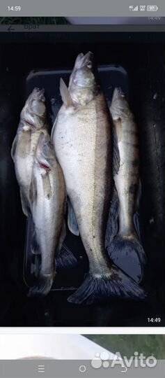 Свежая речная рыба