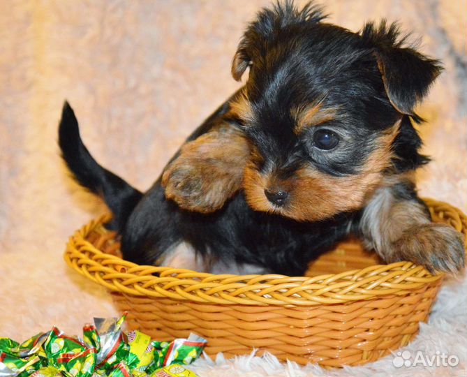 Йоркшир девочка 3 мес