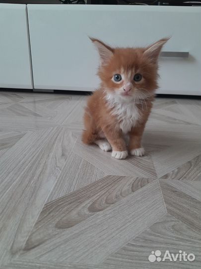 Котята мейн-кун