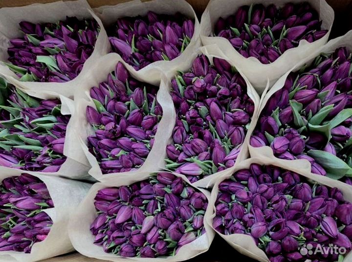 Тюльпаны опт разные цвета