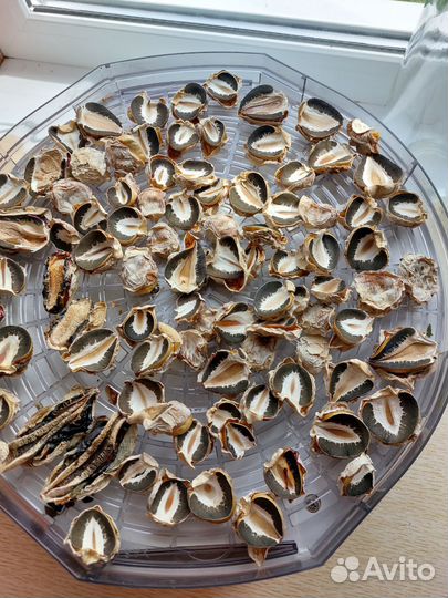 Гриб веселка сушеная