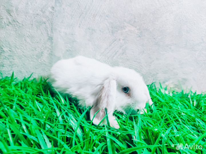 Карликовый кролик - супер мини