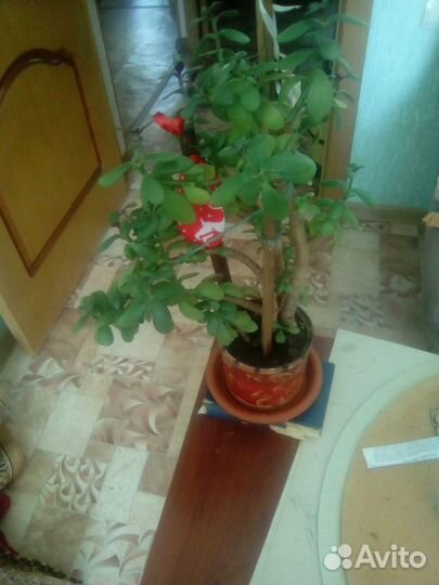 Продам цветы комнатные