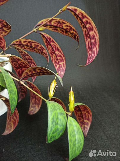 Эсхинантус марморатус (мраморный)