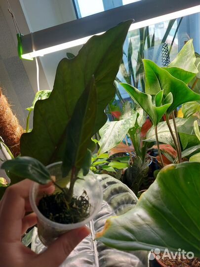 Алоказия лаутербахиана