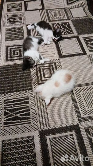 Котята всё едят и ходят в лоток