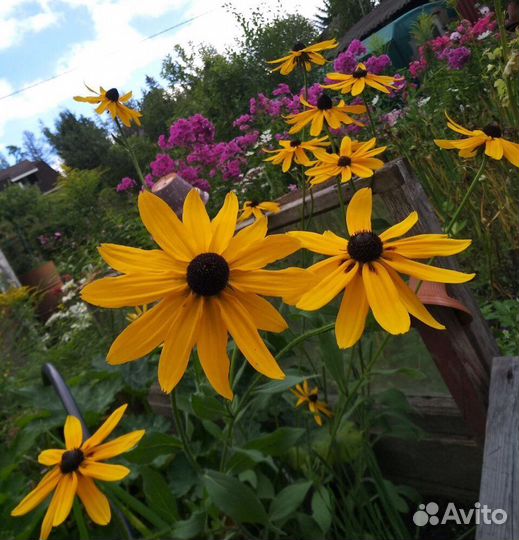 Садовые многолетники, гвоздики