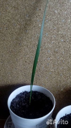 Пальма Вашингтония,Хамеропс