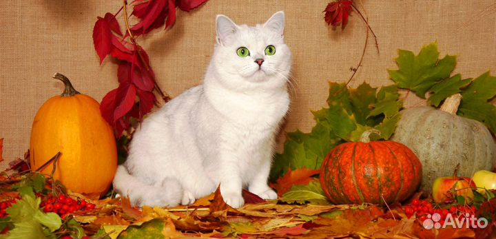 Британские котята золотая шиншилла Агат