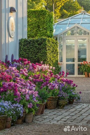 Тюльпаны для сада