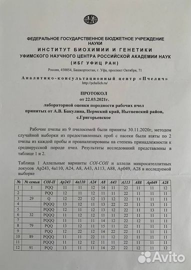 Пчелосемьи, пчелопакеты