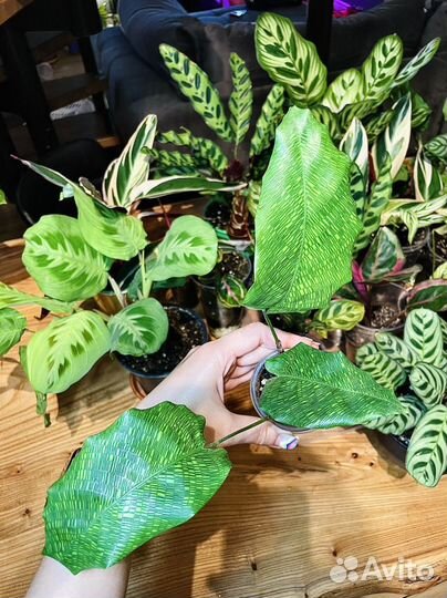 Маранта, ктенанта, строманта, калатея